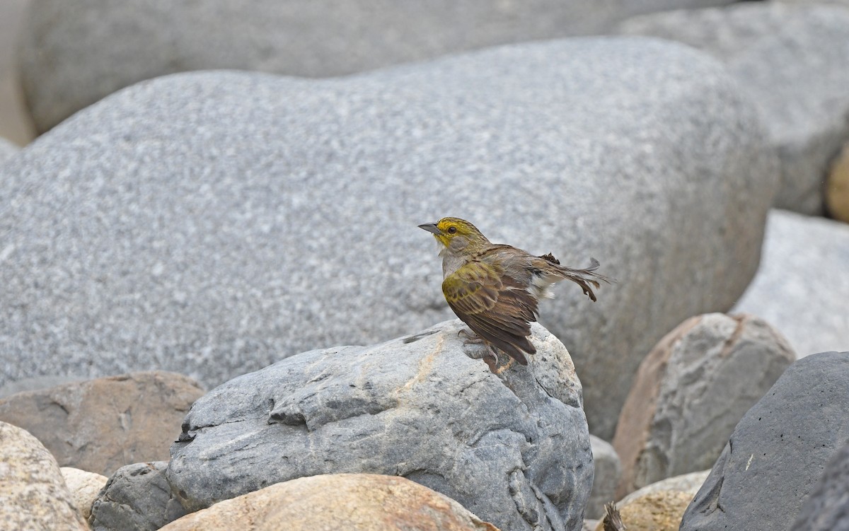 Yellow-browed Sparrow - ML610898832