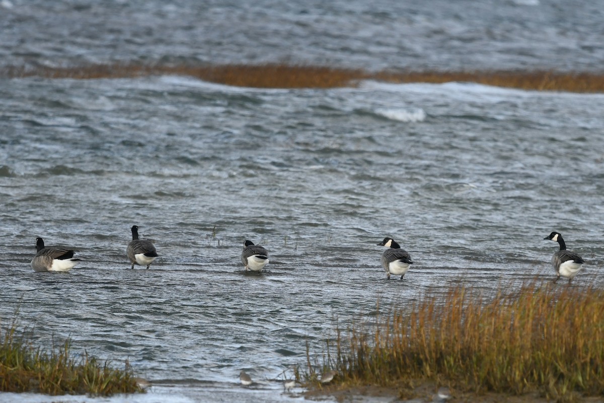 eBird Checklist 8 Nov 2023 Wellfleet Bay Wildlife Sanctuary (Mass