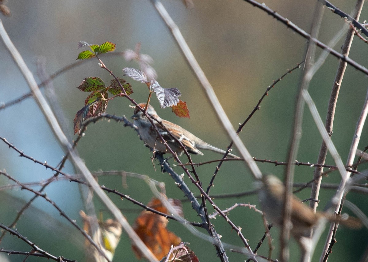 American Tree Sparrow - ML610899378
