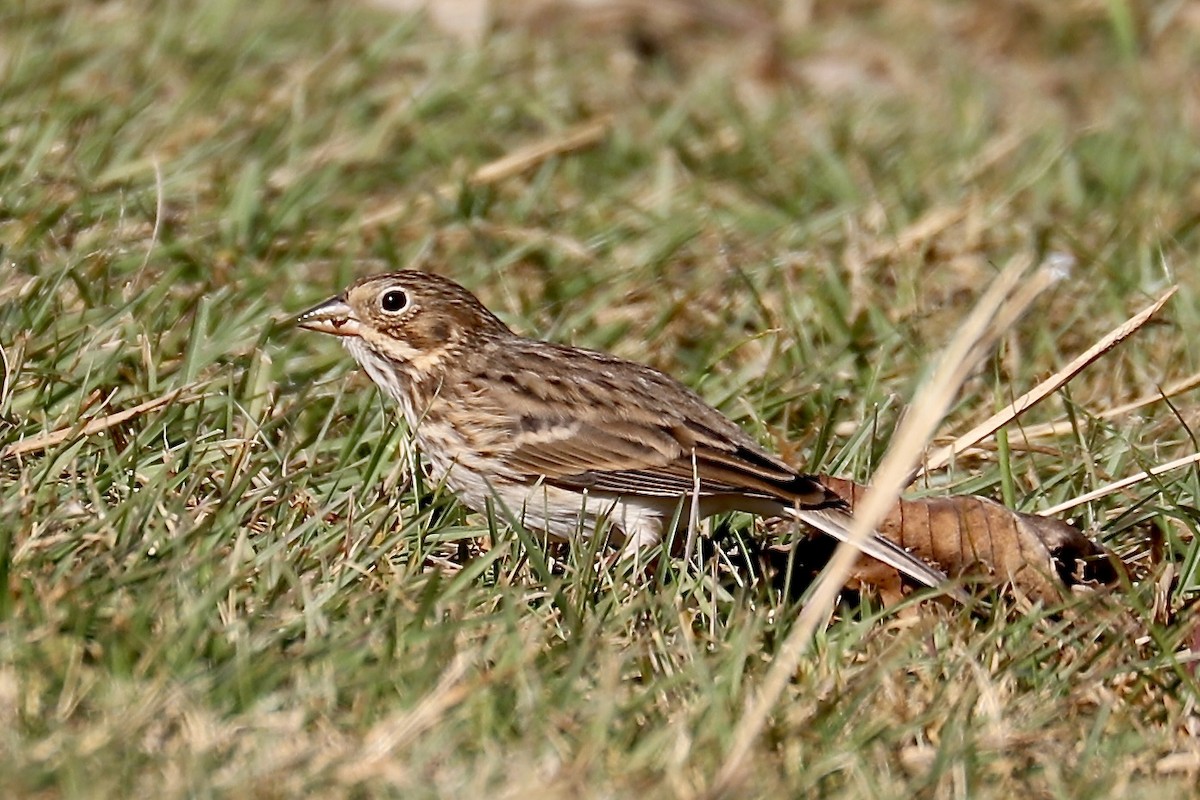 Vesper Sparrow - ML610900011