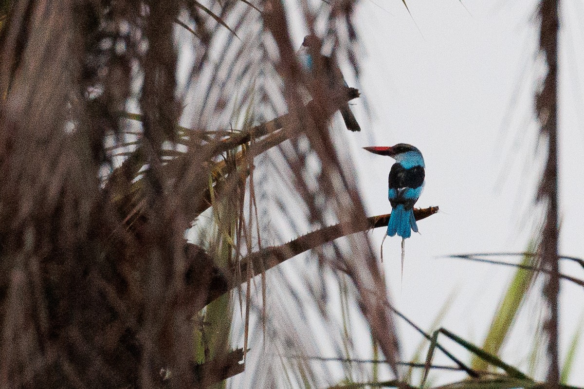 Blue-breasted Kingfisher - Antonio Xeira