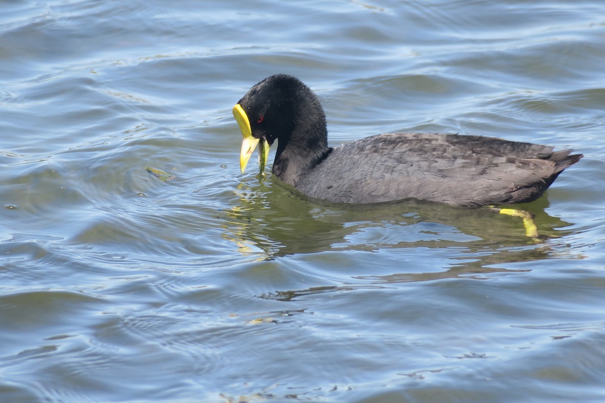 White-winged Coot - ML610900266