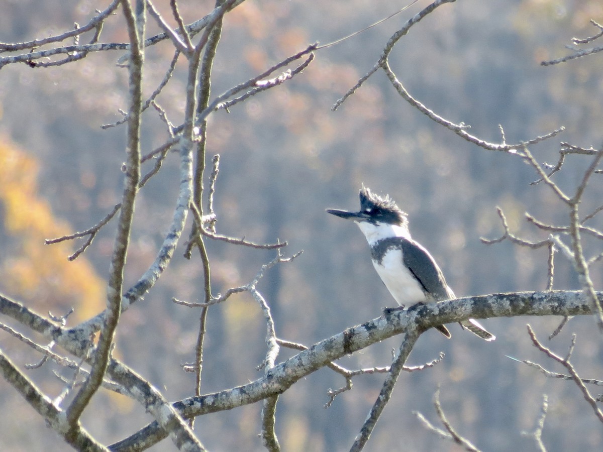 Belted Kingfisher - ML610900376