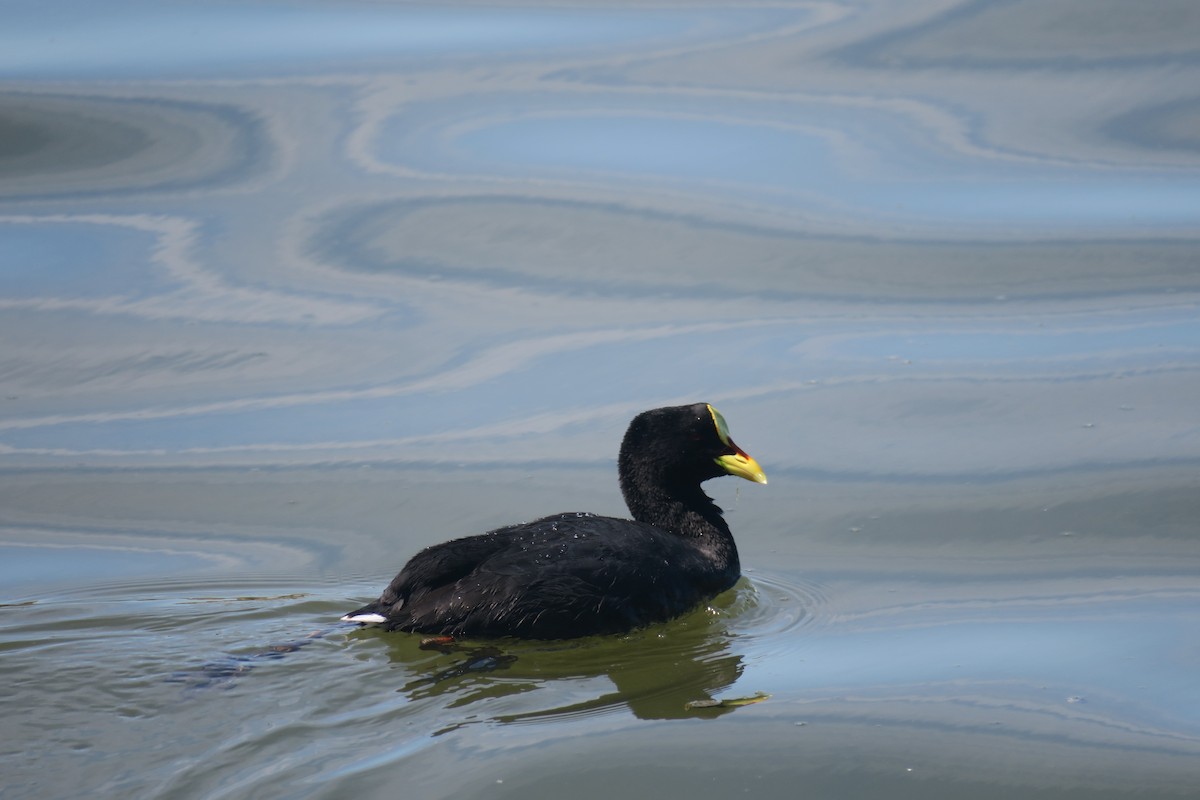 Red-gartered Coot - ML610900391