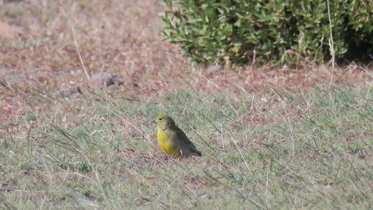 Patagonian Yellow-Finch - ML610900879