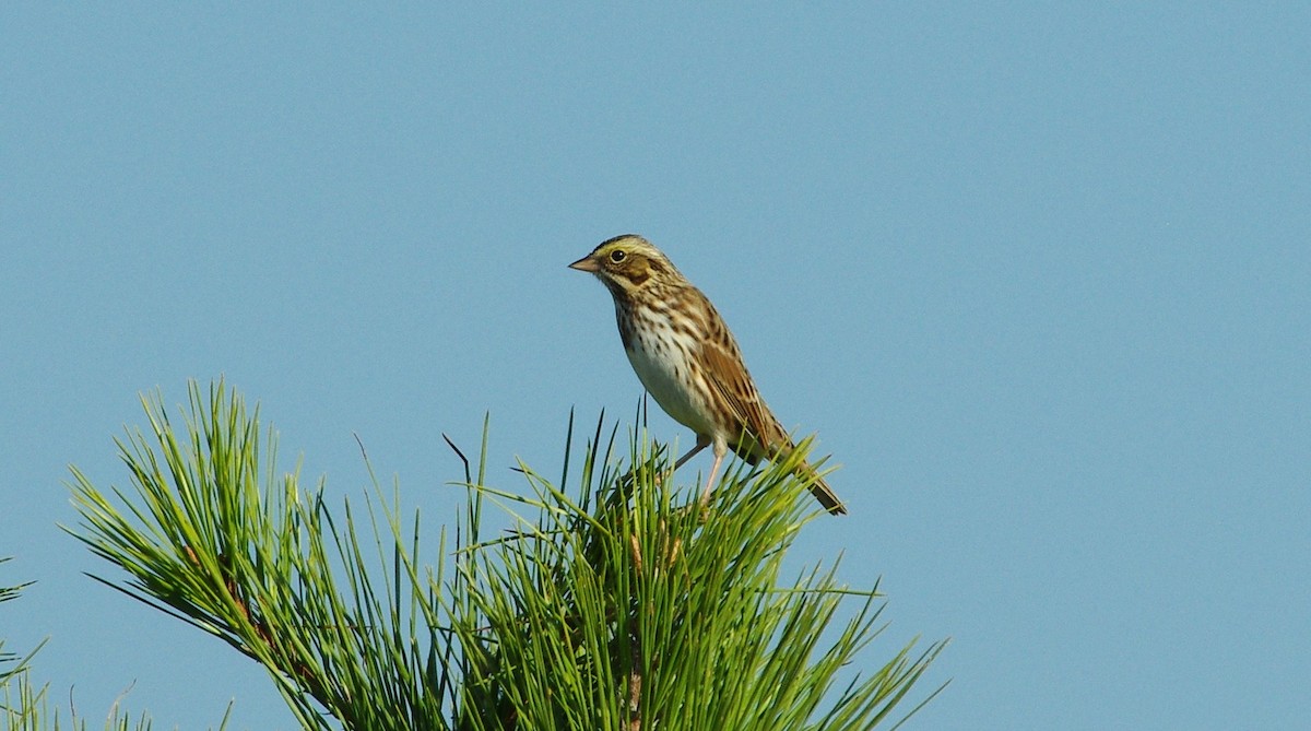 Savannah Sparrow - ML610901284