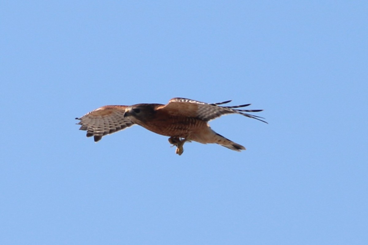 Red-shouldered Hawk (lineatus Group) - ML610901625