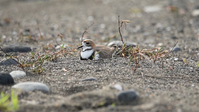 Two-banded Plover - ML610901711