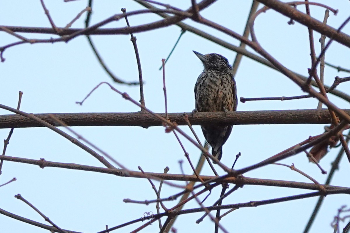 Ocellated Piculet - ML610901755