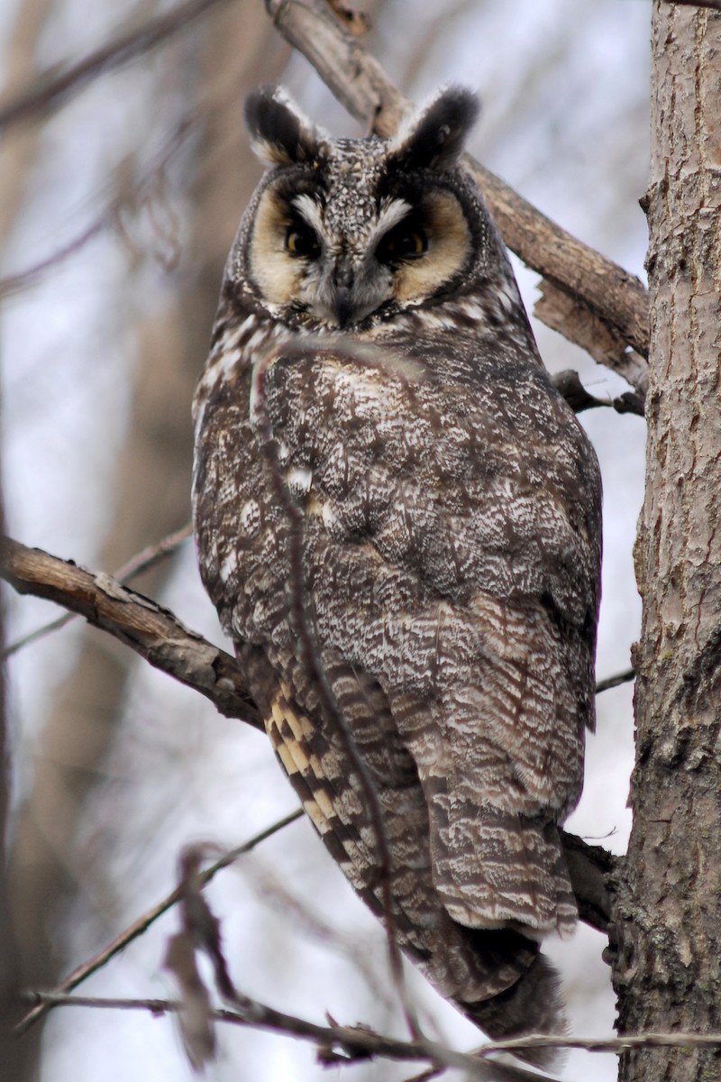 Long-eared Owl - ML610901799
