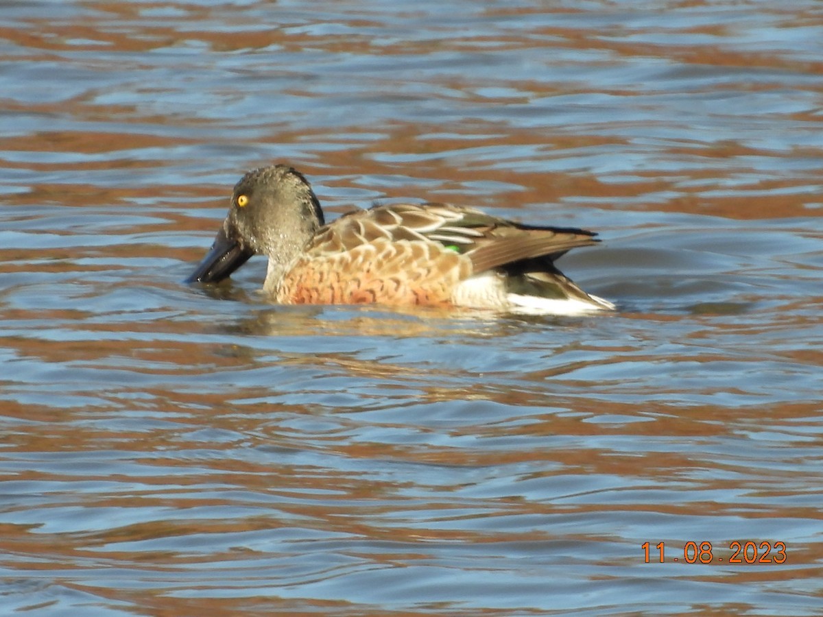 Ebird Checklist Nov Middle Creek Wma Auto Tour Lancaster Co Species