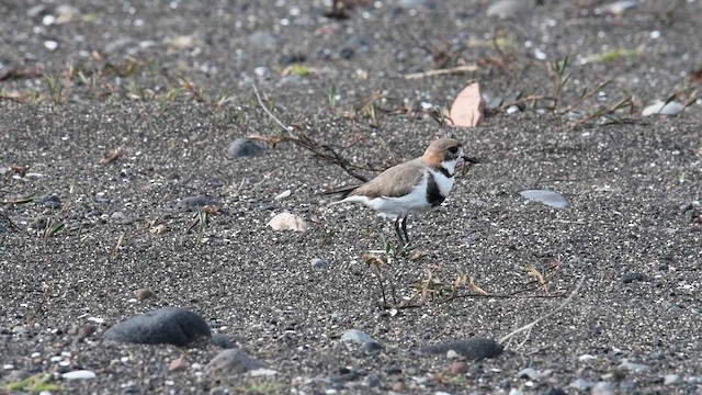 Two-banded Plover - ML610903070