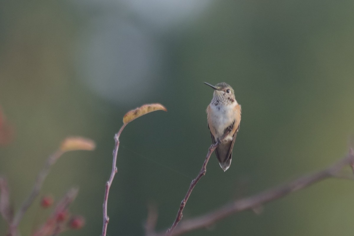 Broad-tailed Hummingbird - ML610903173