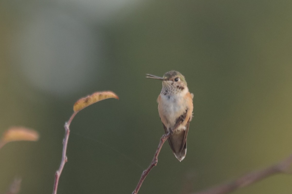 Broad-tailed Hummingbird - ML610903174
