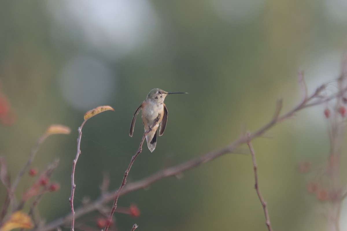 Broad-tailed Hummingbird - ML610903175