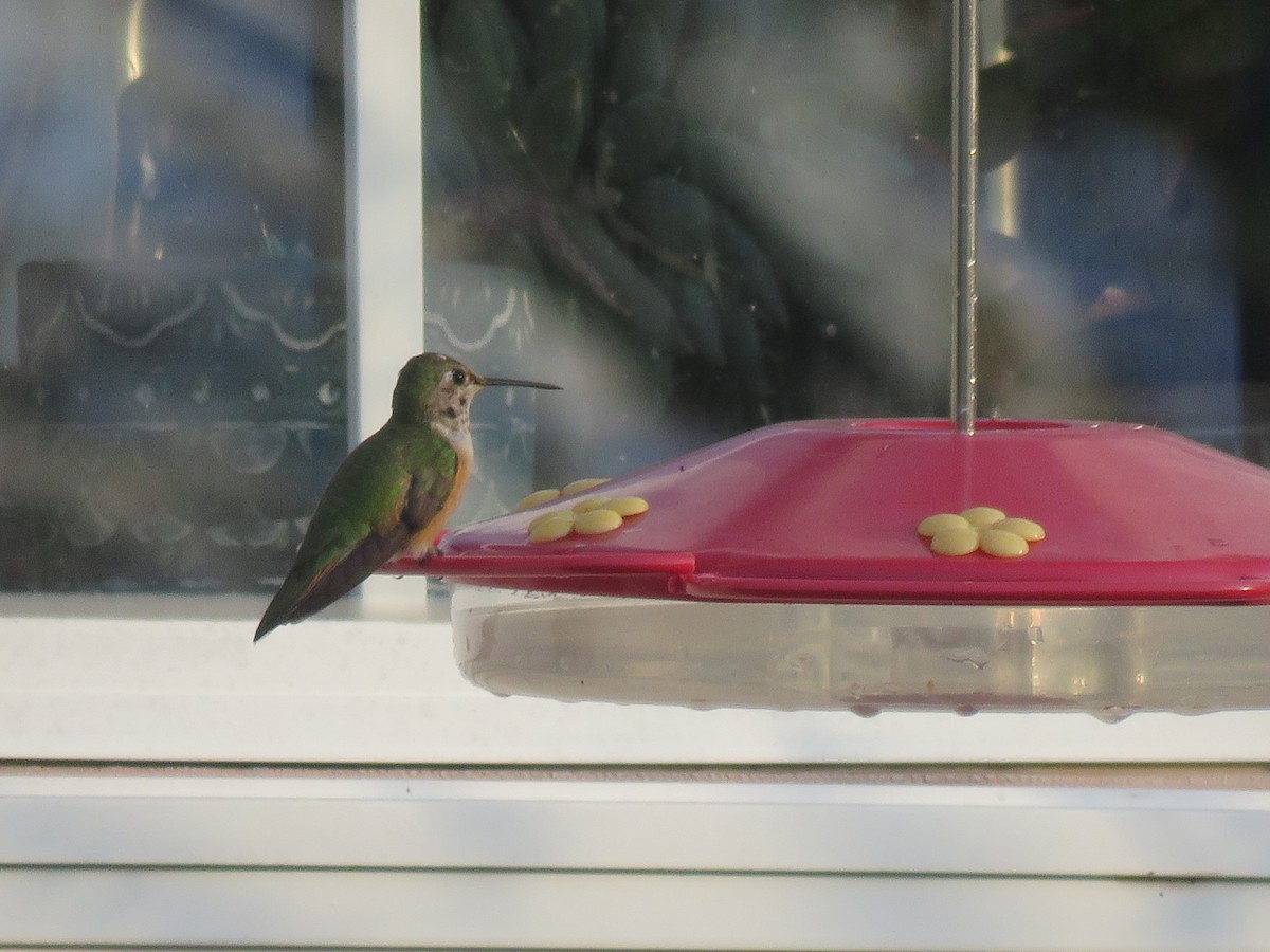 Broad-tailed Hummingbird - ML610903176