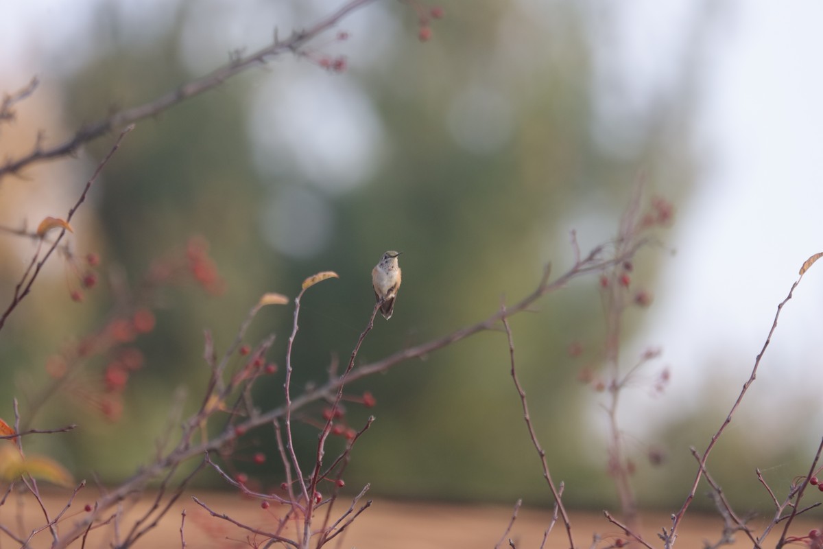 Broad-tailed Hummingbird - ML610903181