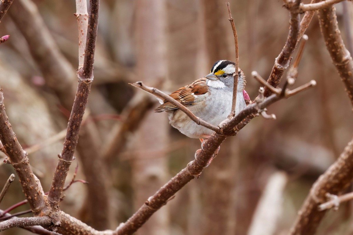 White-throated Sparrow - ML610903323