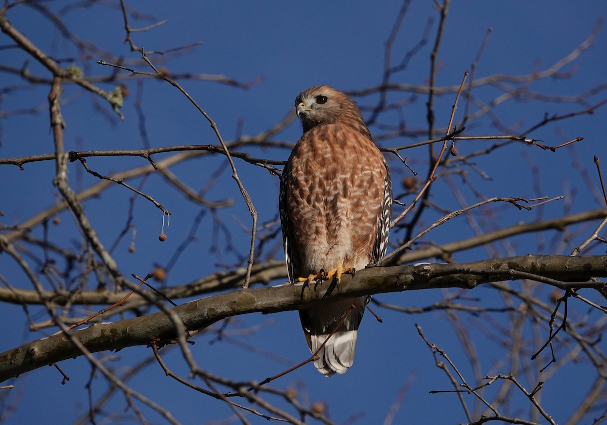 eBird Checklist 8 Nov 2023 Great Smoky Mountains NPCades Cove