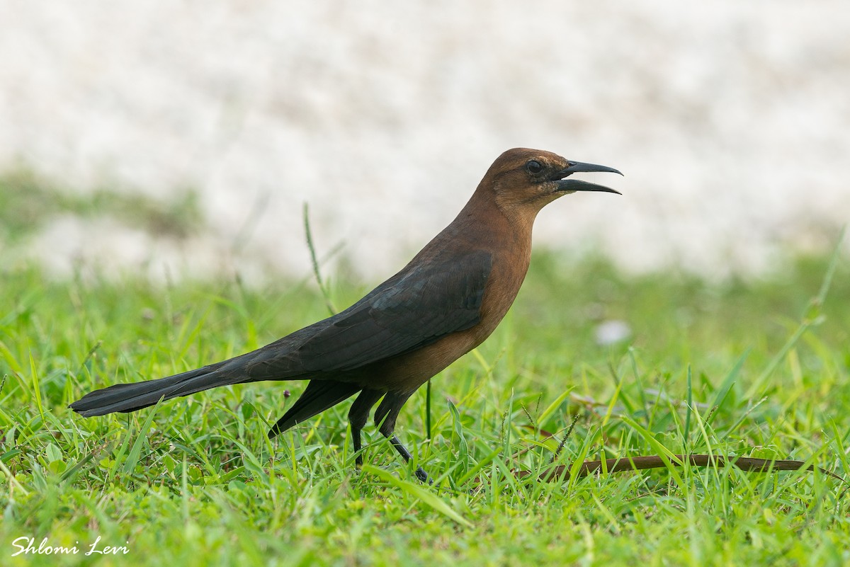 Boat-tailed Grackle - ML610903480