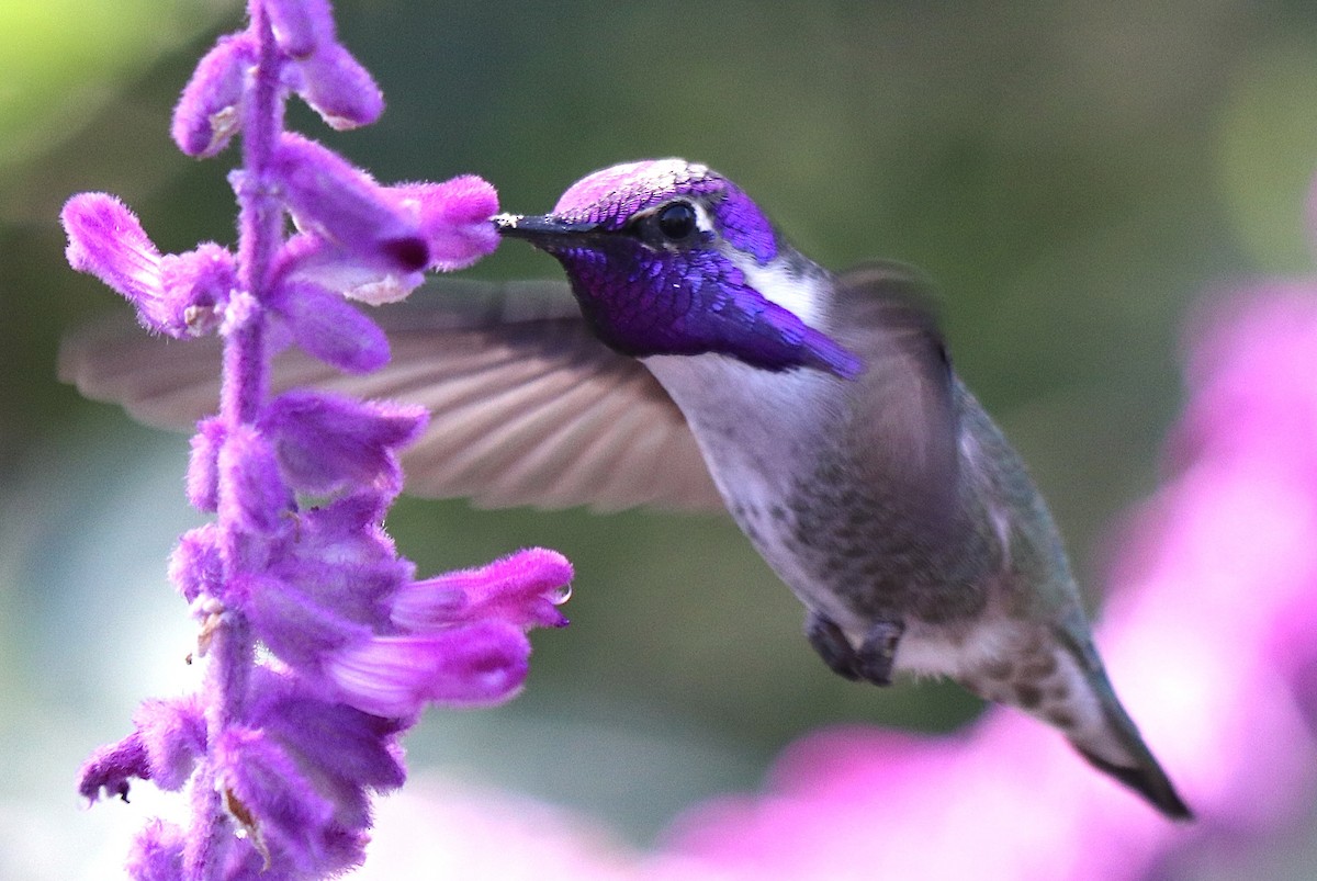 Costa's Hummingbird - ML610903580