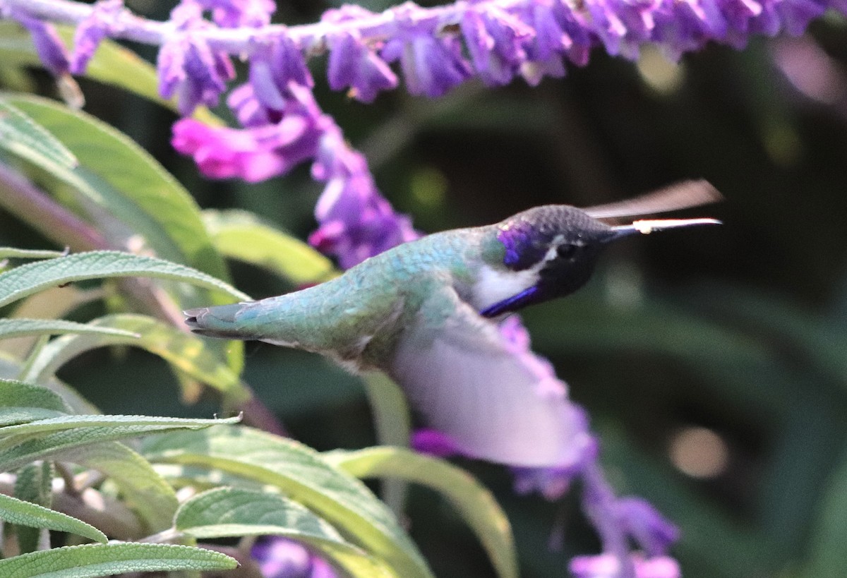 Costa's Hummingbird - ML610903581