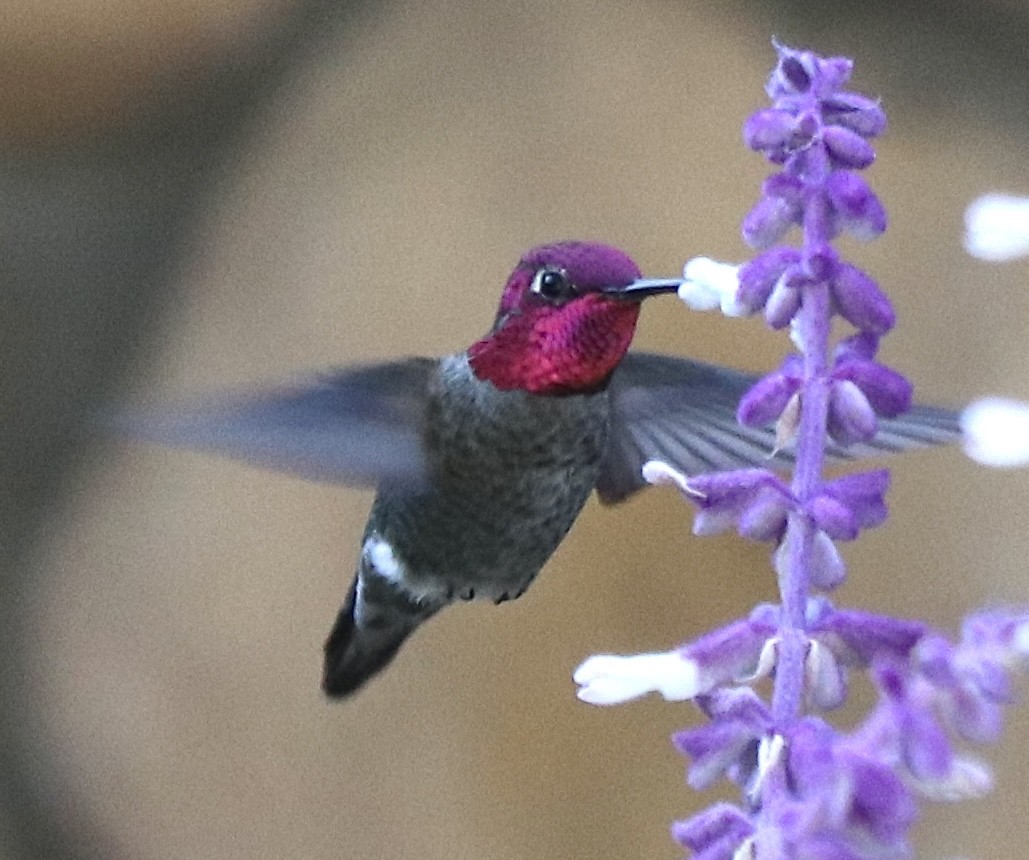 Anna's Hummingbird - ML610903686