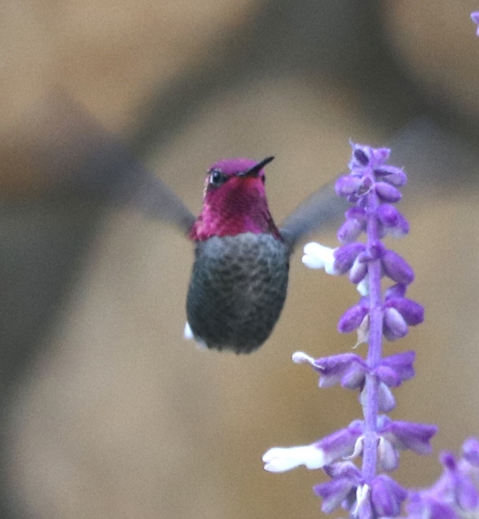 Anna's Hummingbird - ML610903687