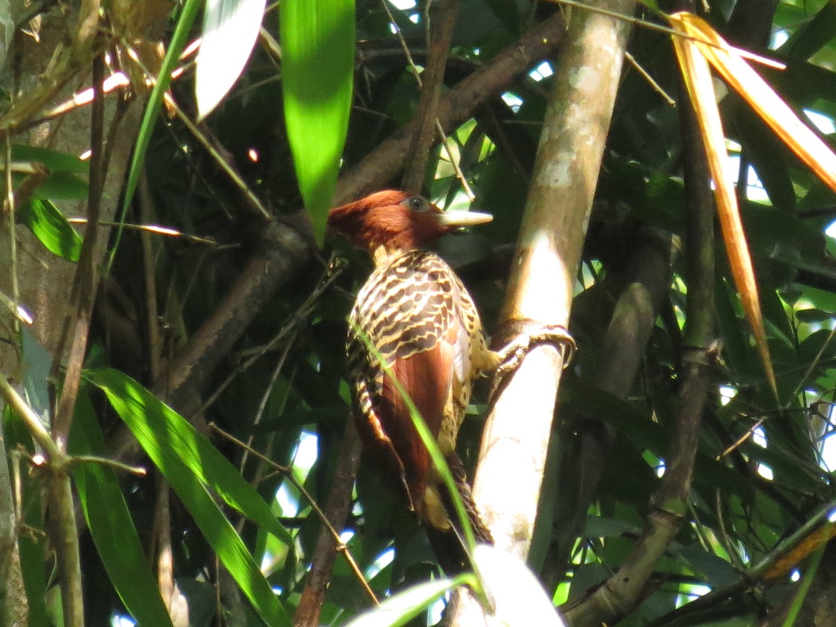 Rufous-headed Woodpecker - ML610903856