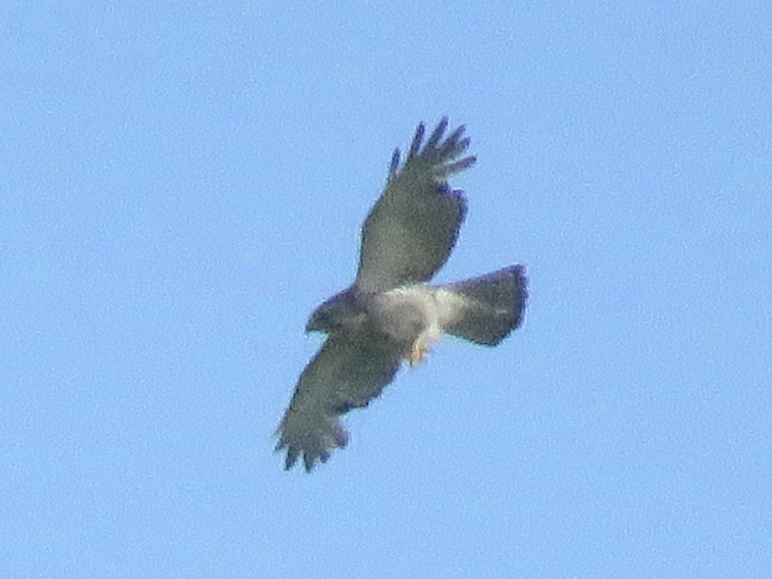 Broad-winged Hawk - ML610903939