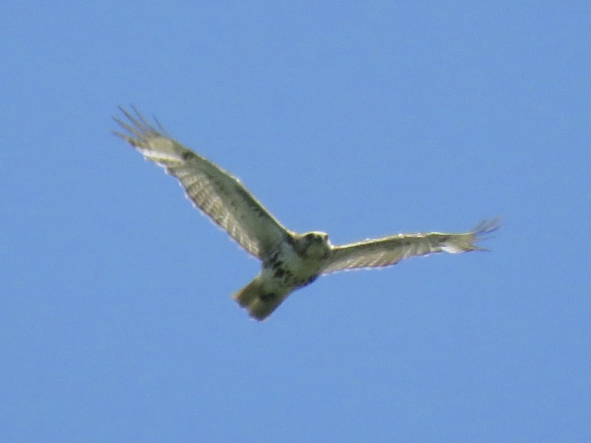 Red-tailed Hawk - ML610904024