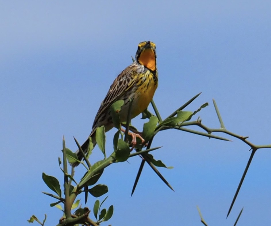 Pangani Longclaw - ML610904168