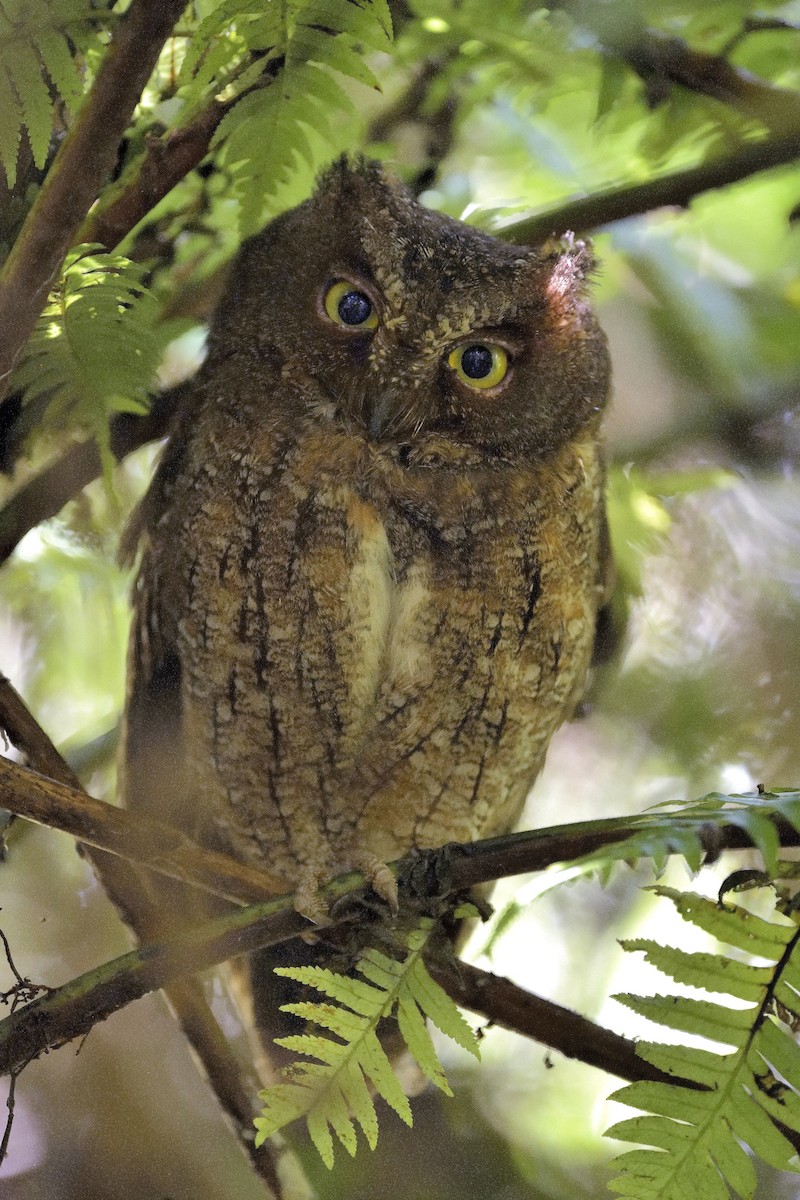 Madagascar Scops-Owl (Rainforest) - ML610904615
