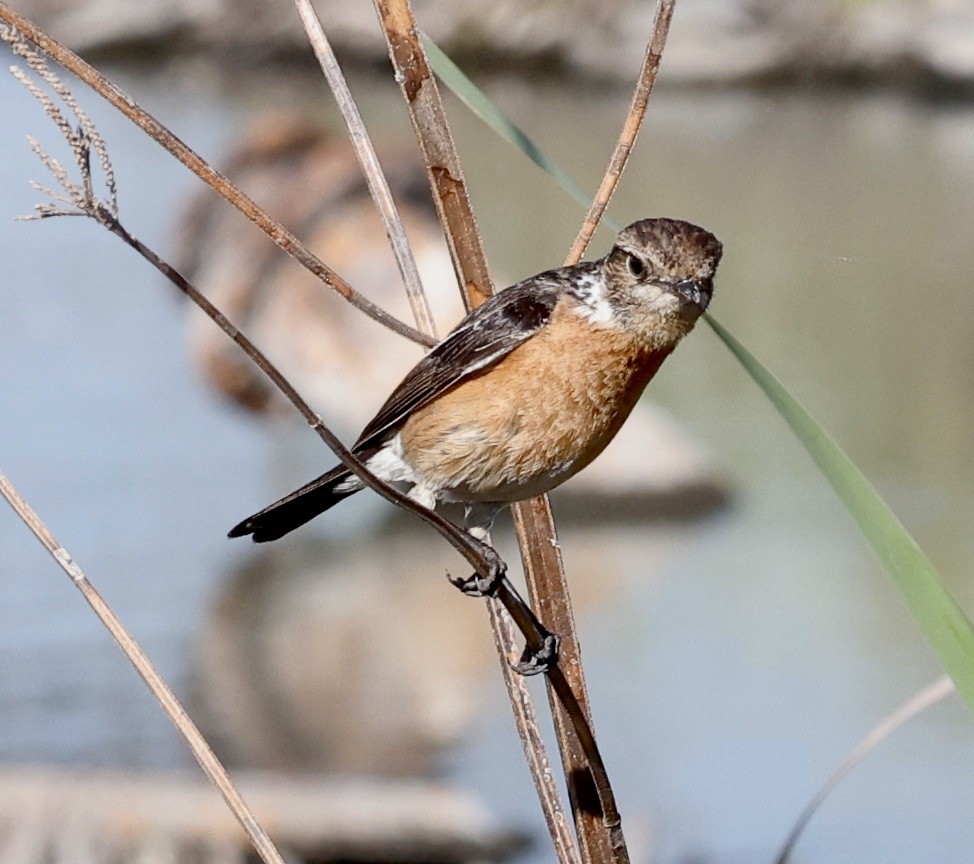 African Stonechat - ML610905395