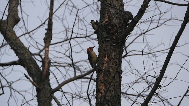 Red-bellied Woodpecker - ML610905574