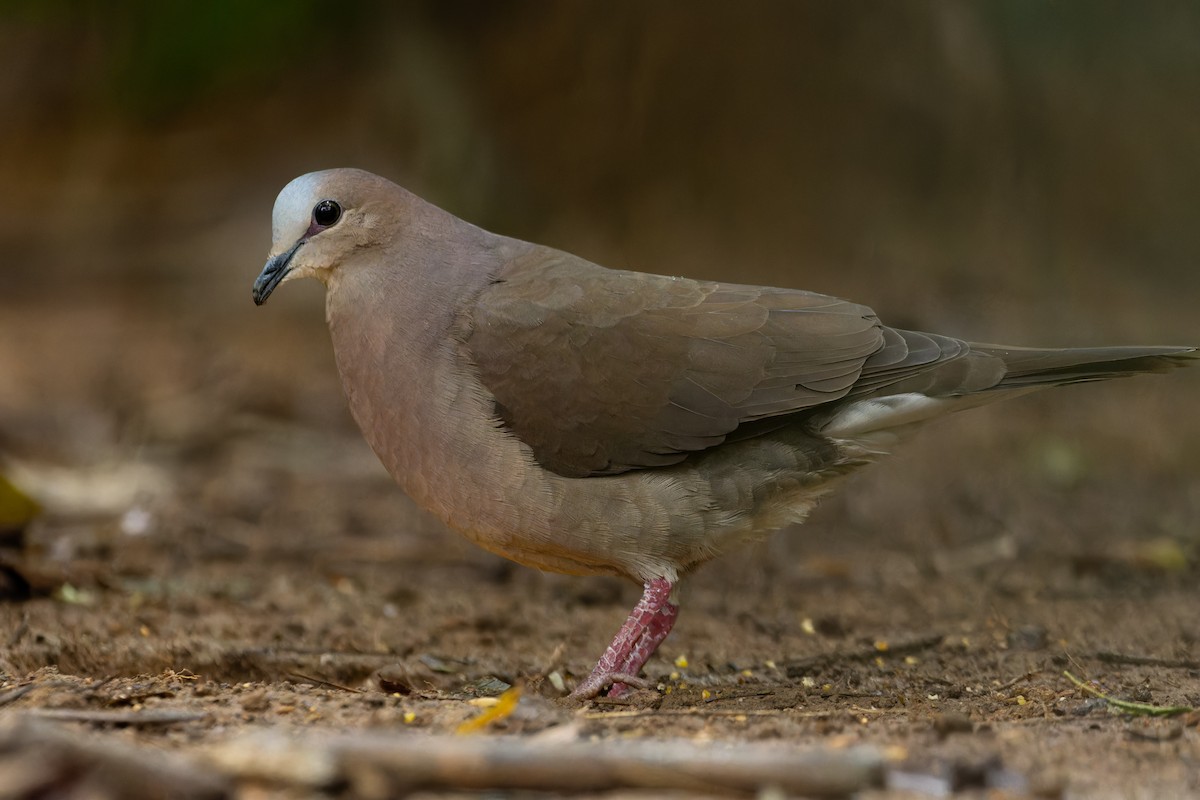 Gray-fronted Dove - ML610905733