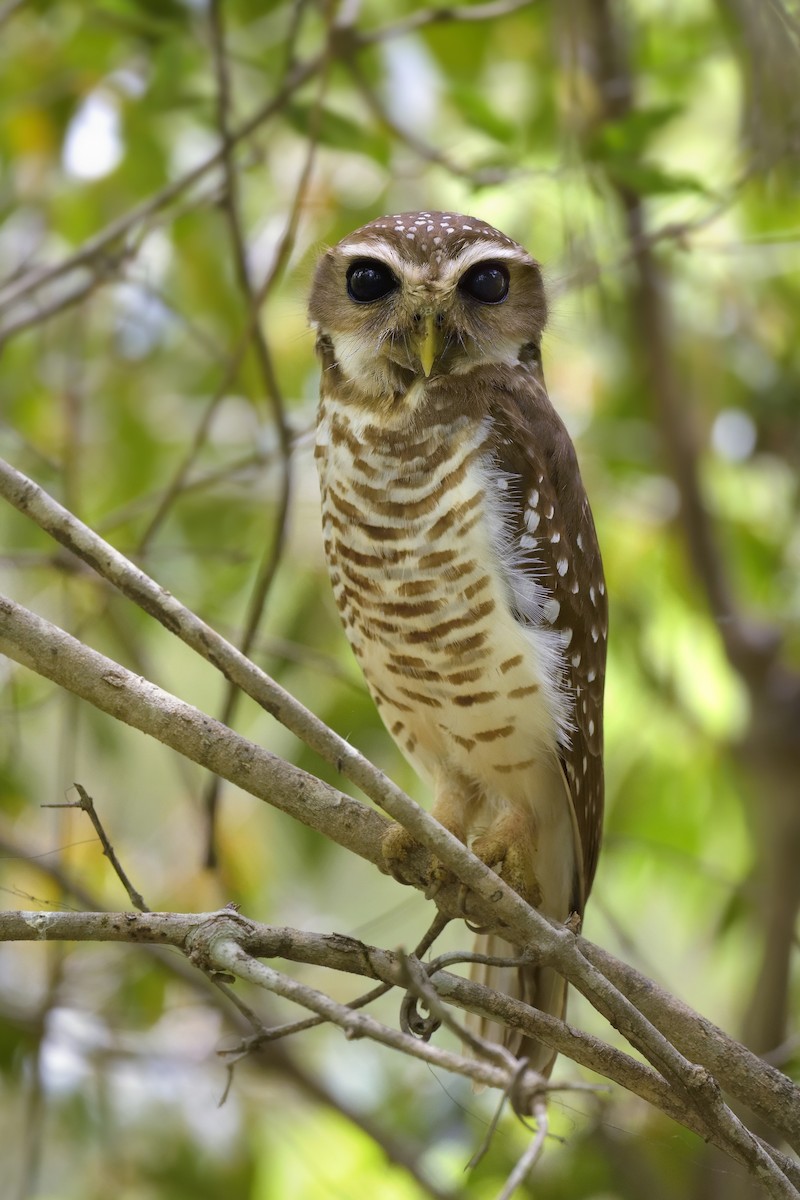 White-browed Owl - Paul Maury