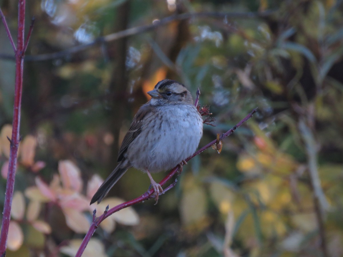 White-throated Sparrow - ML610906038