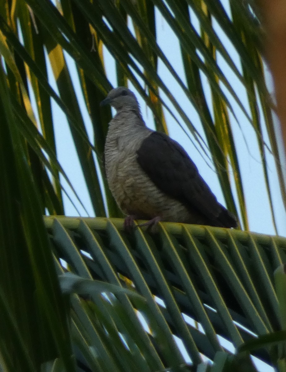 Flores Sea Cuckoo-Dove - ML610906774