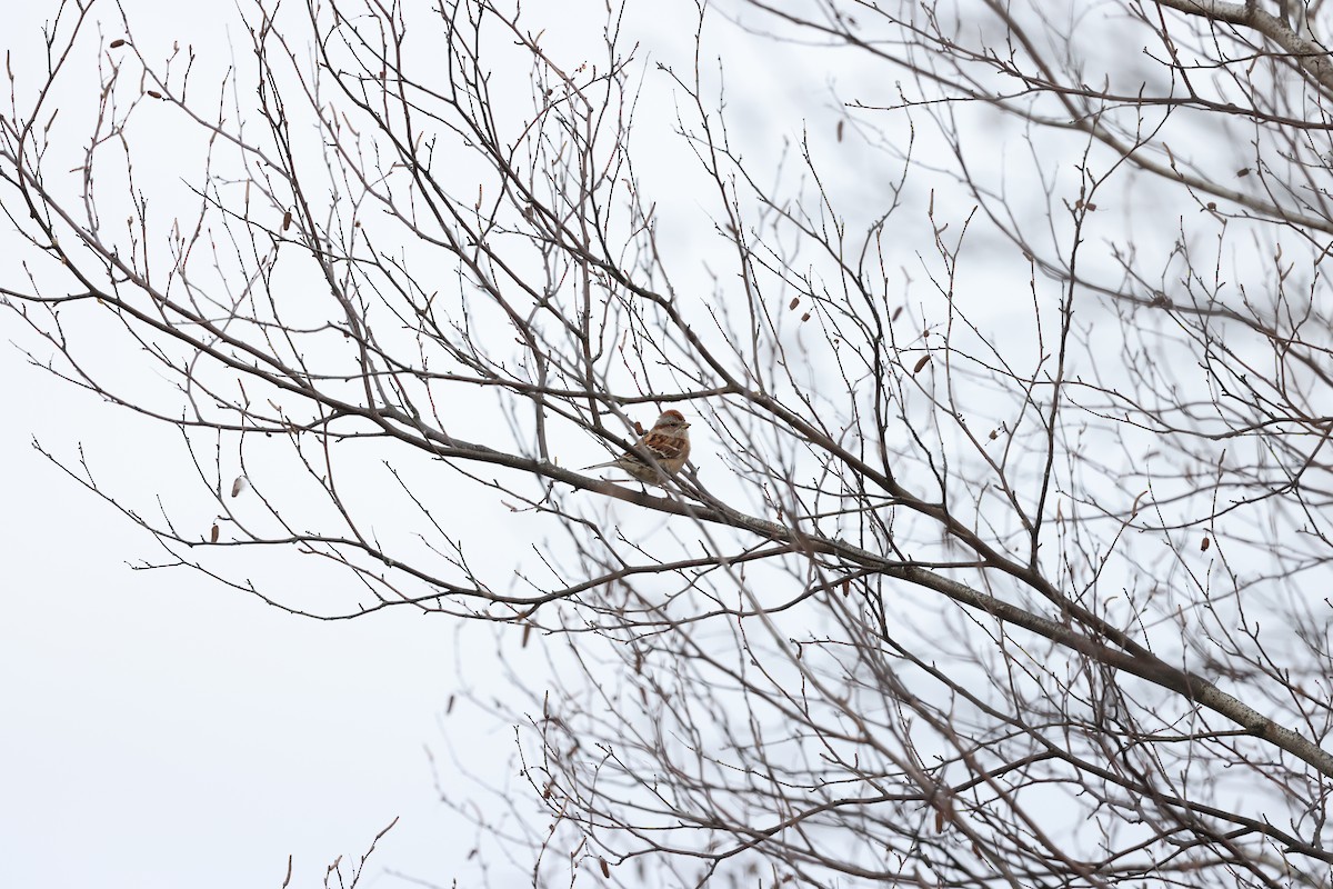 American Tree Sparrow - ML610906831