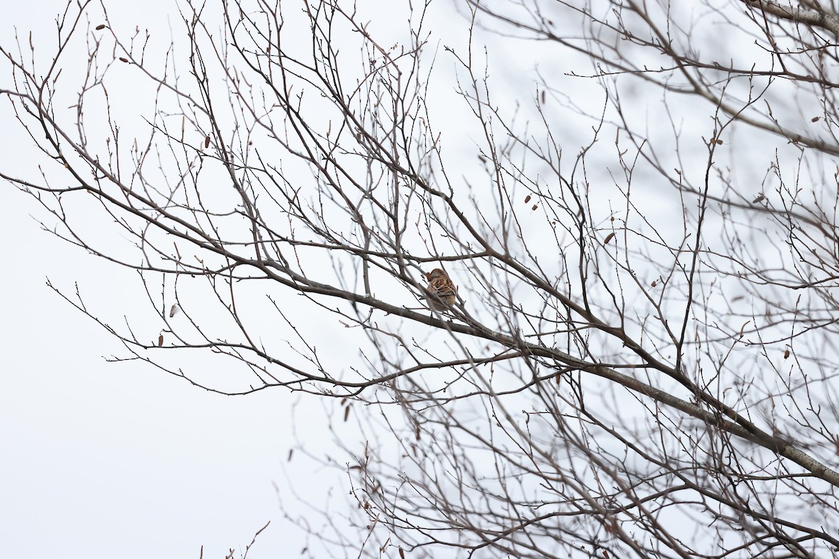 American Tree Sparrow - ML610906836