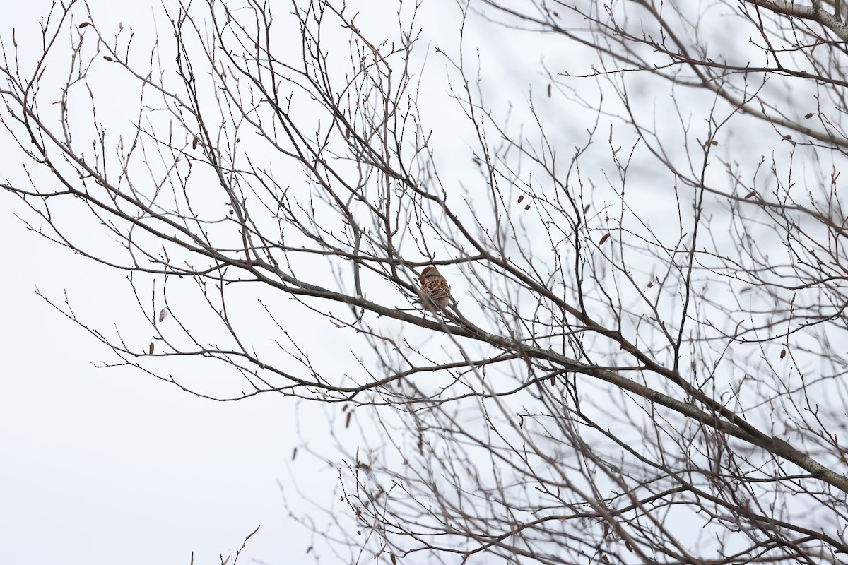 American Tree Sparrow - ML610906839