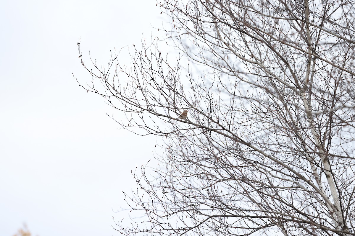 American Tree Sparrow - ML610906850