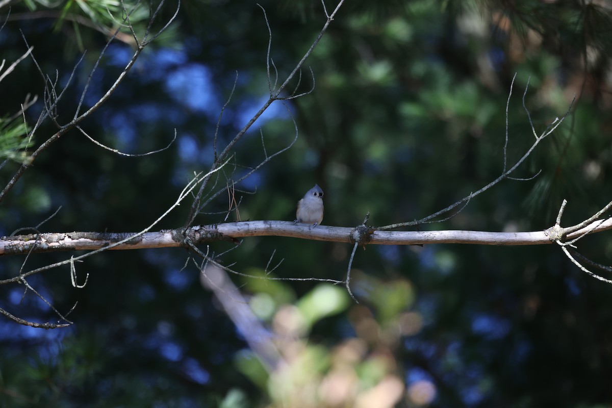 Tufted Titmouse - ML610907072