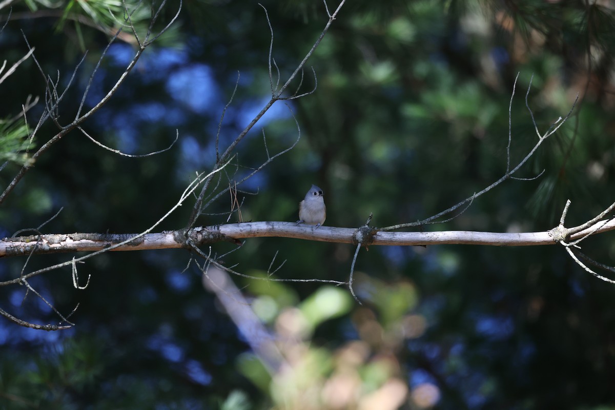 Tufted Titmouse - ML610907075