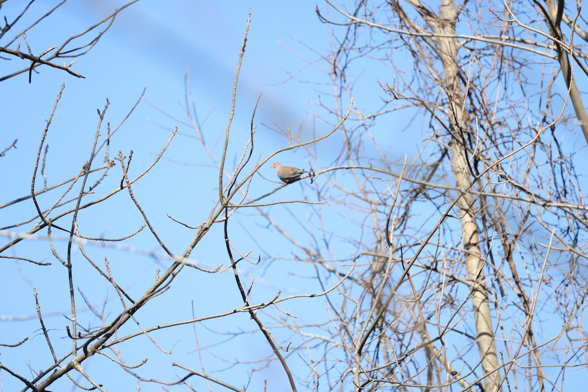 Mourning Dove - ML610907078