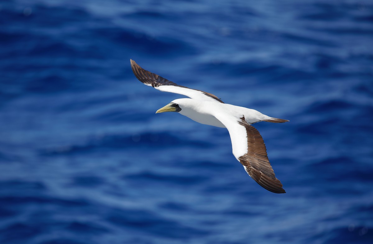 Masked Booby - ML610907101