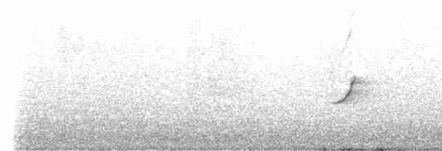 Зяблик гран-канарський - ML610907671