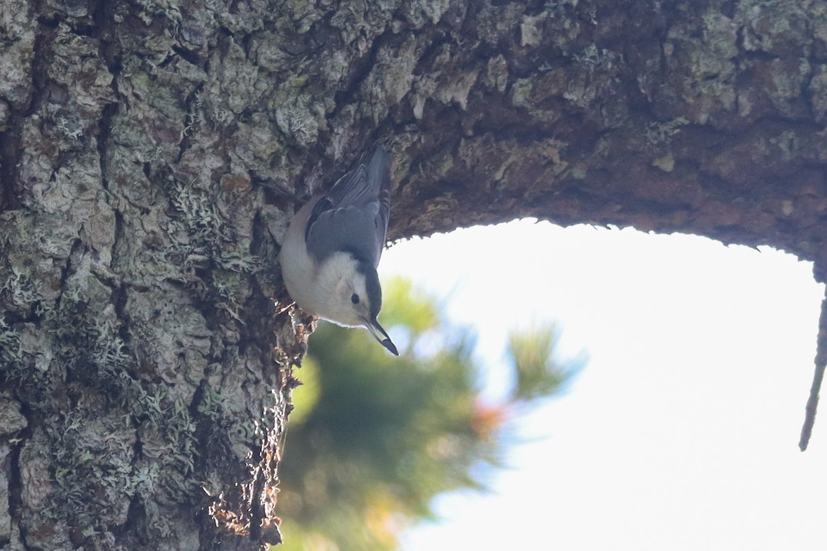 White-breasted Nuthatch - ML610907839