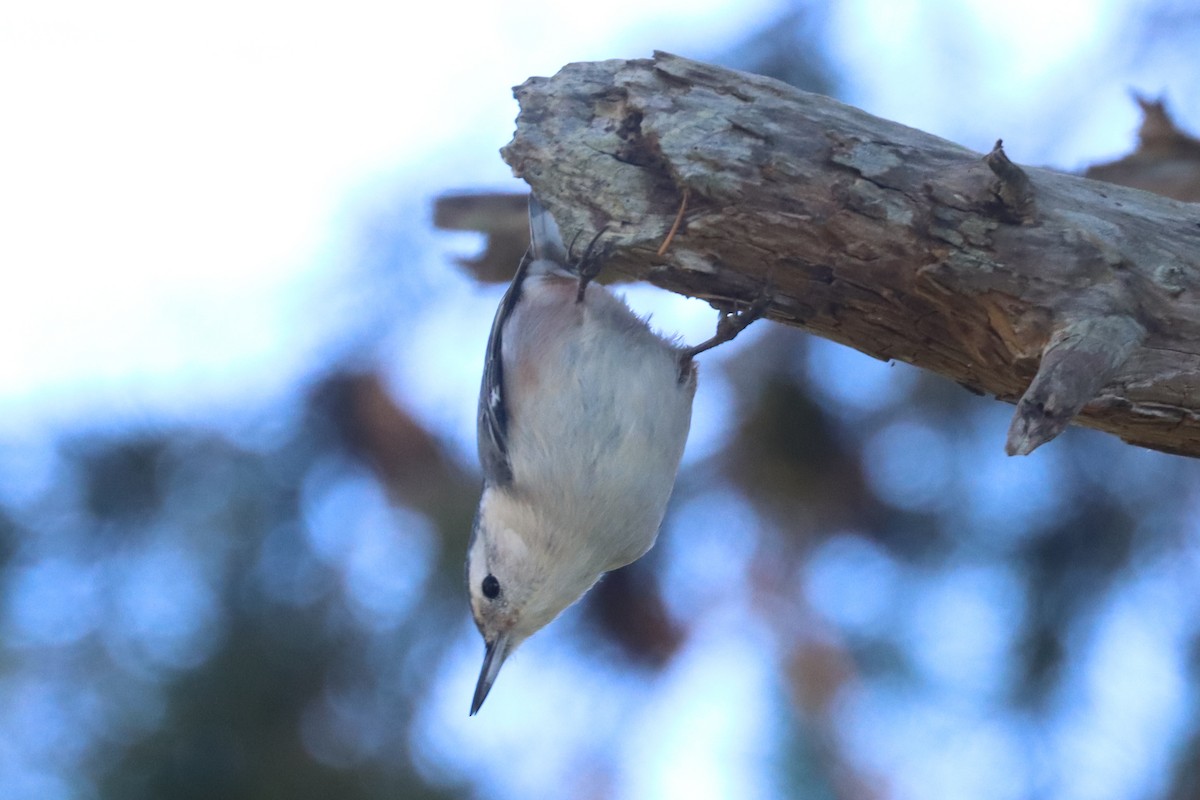 White-breasted Nuthatch - ML610907841